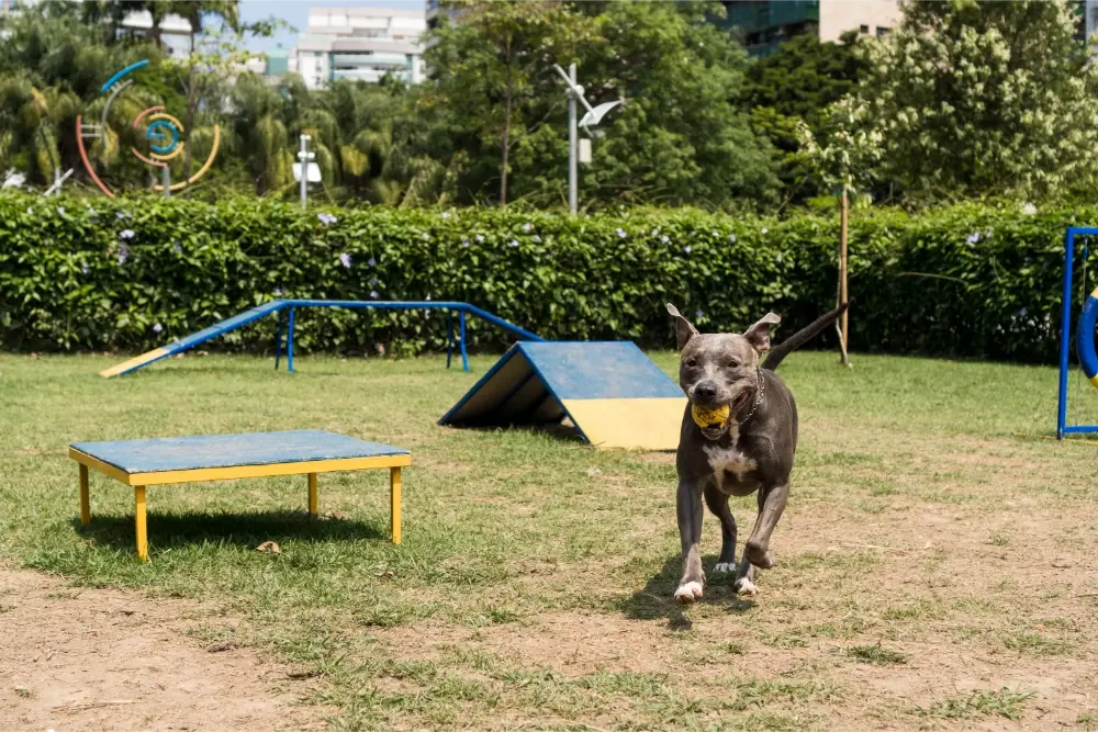 Dog park at Atlas